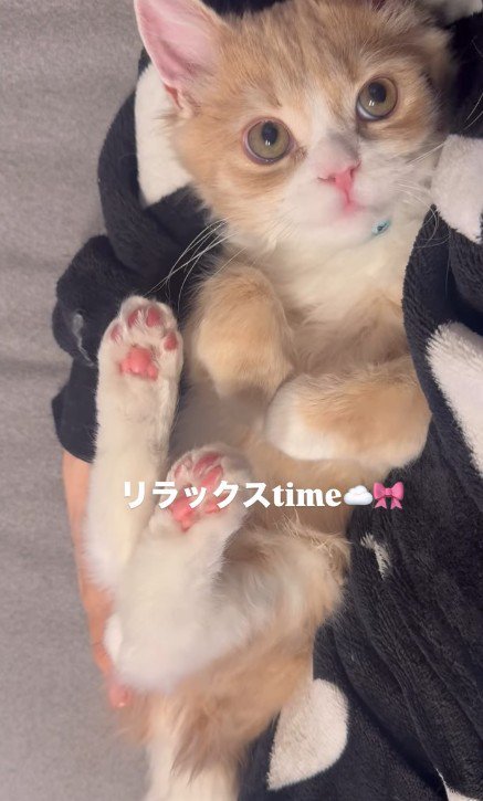 抱っこされている猫