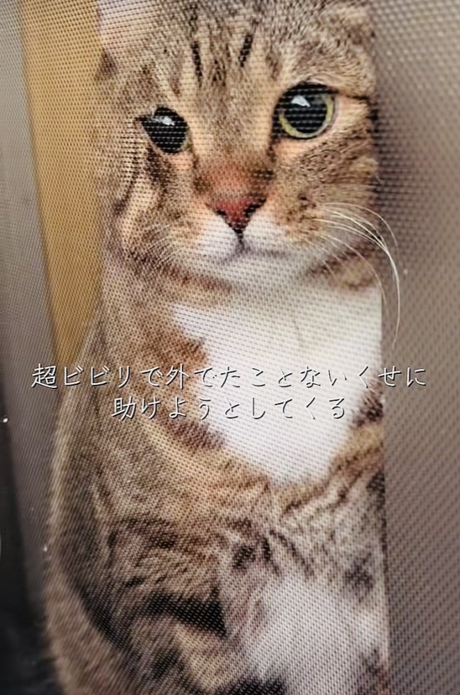 網戸と窓の隙間に入ろうとするキジトラ猫