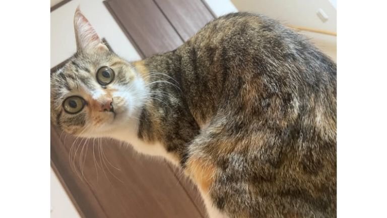 室内にいる猫