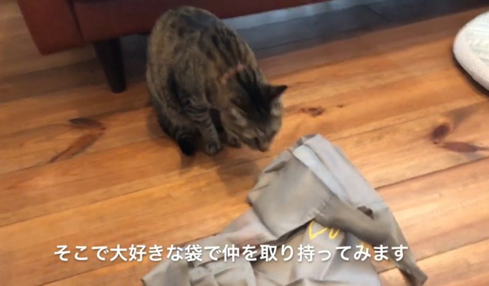 床の袋に近づく猫