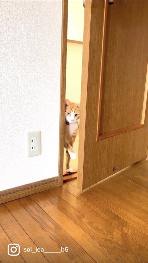 ドアを開ける猫