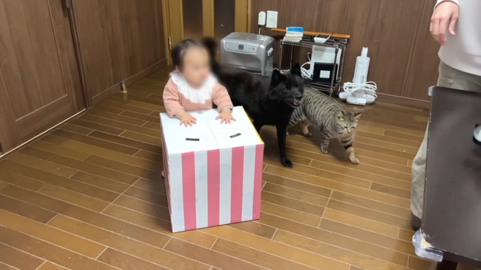 歩く赤ちゃんと犬と猫