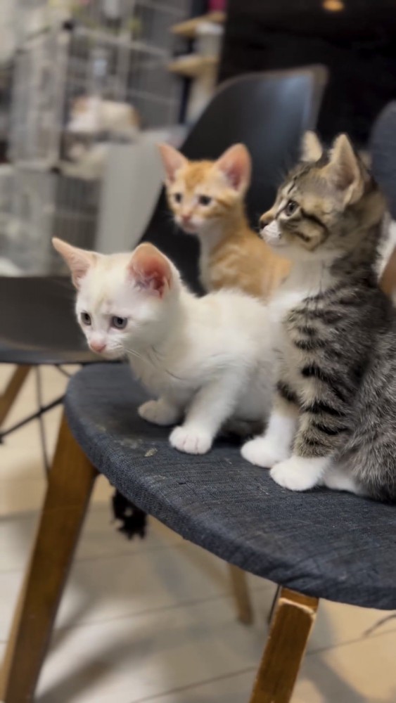 椅子に座る3匹の仔猫