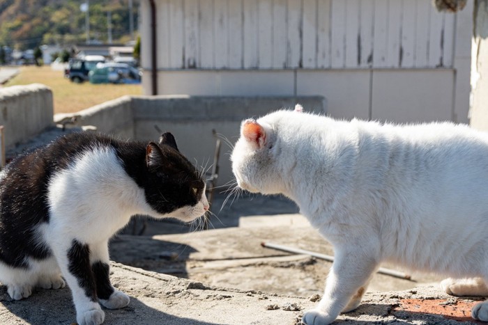 にらみ合う猫