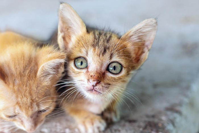小さな子猫
