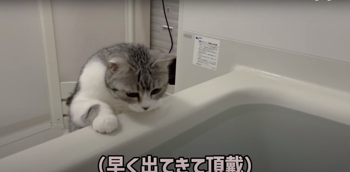 浴槽に手をかけるらかんちゃん