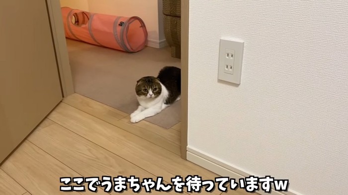 床にいる猫