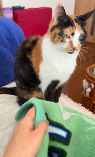 毛布をめくられる直前の三毛猫