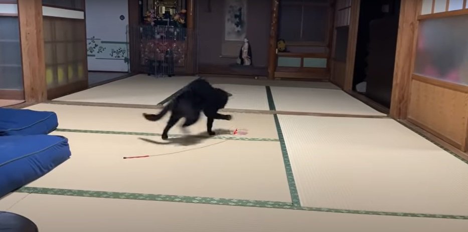 跳ぶ猫2