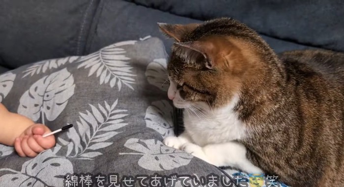 綿棒を見る猫