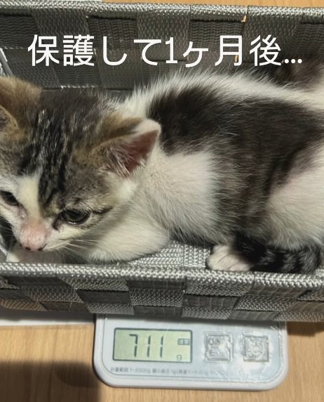 スケールに乗る猫、体重711g