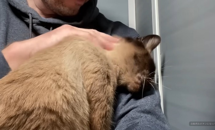 抱っこされてスリスリするシャム猫