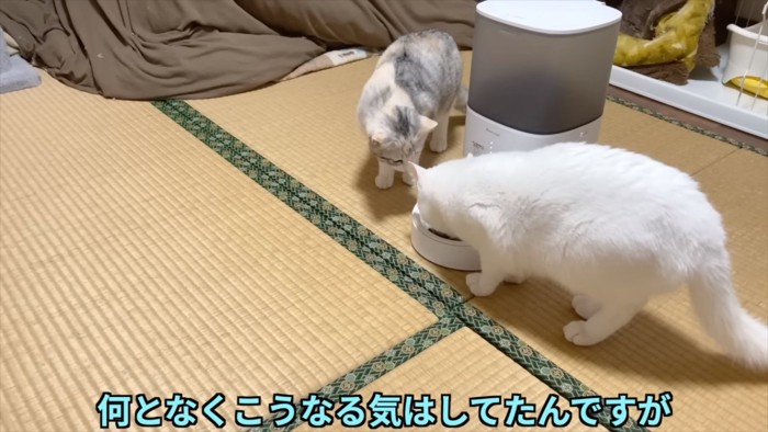 食欲が止まらない猫