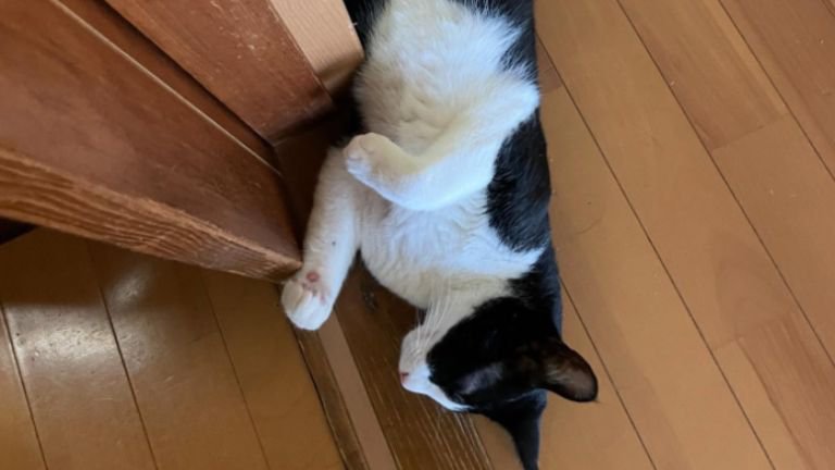 寝ている猫