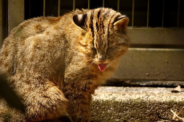 舌を出すツシマヤマネコ