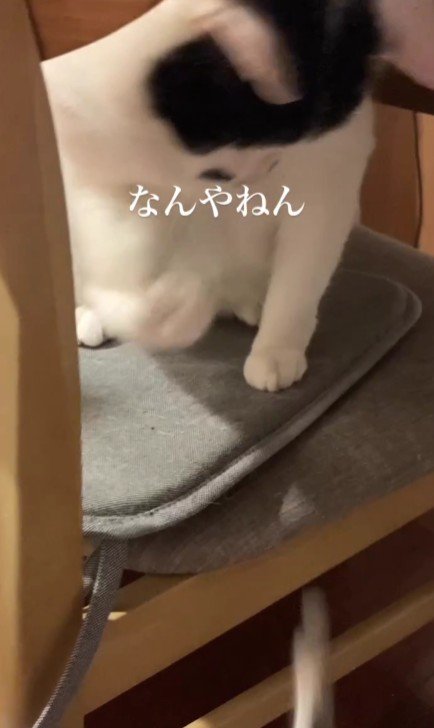 フェルトワッペンを落とす猫