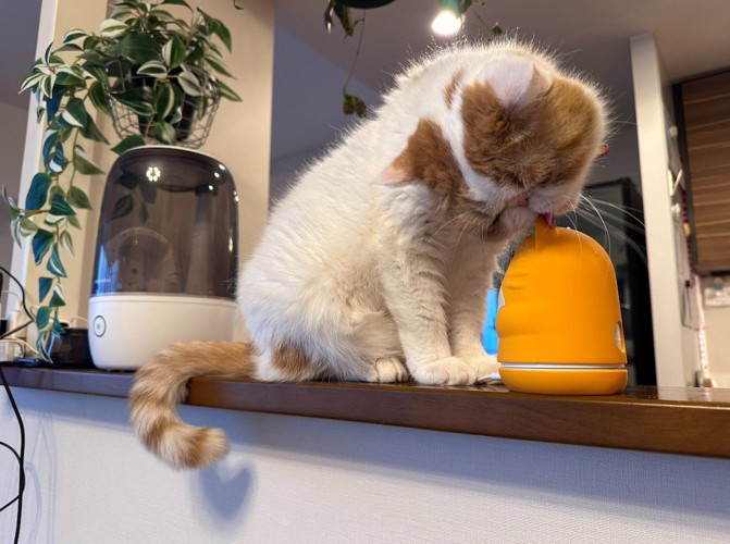 飼い主に見守られながら、見守りカメラを毛繕いする猫