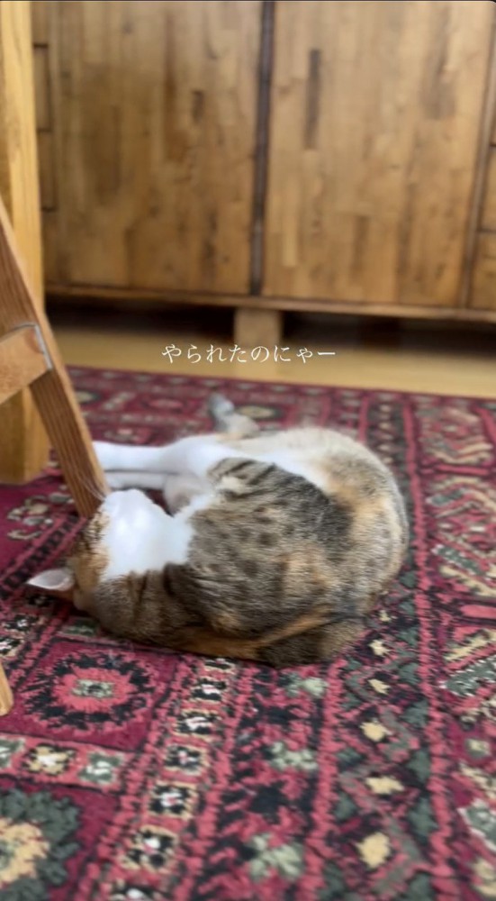 体を押さえる猫