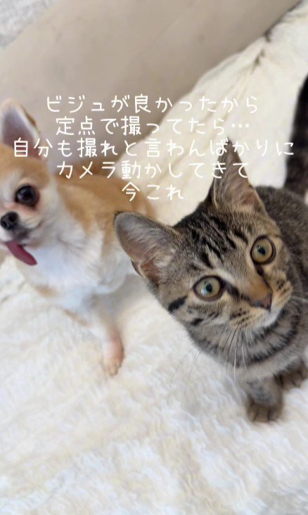 座っている猫と犬