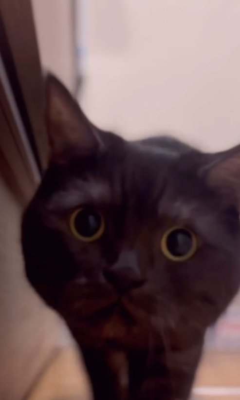 キッチンでカメラを覗き込むグレーっぽい黒猫(ピントずれ)