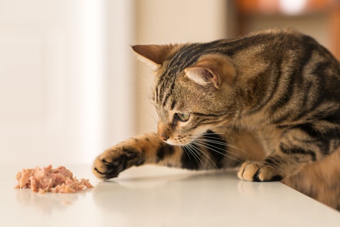 机の上のシーチキンに手を伸ばす猫