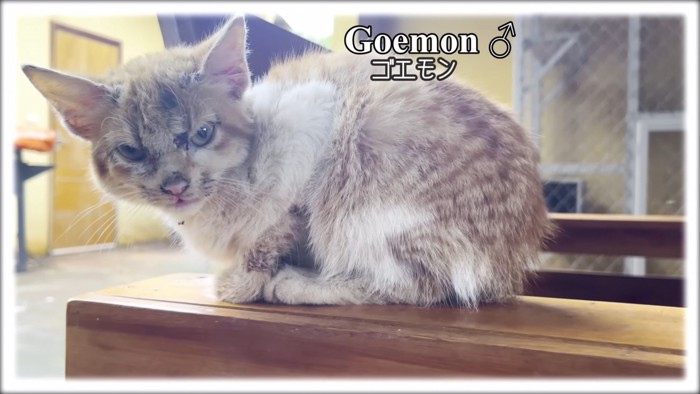 傷だらけの子猫