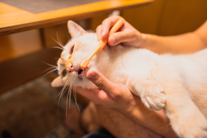 歯磨きする猫