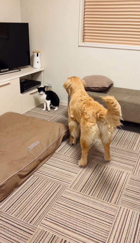 向き合う猫と犬