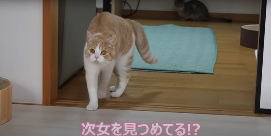 背中を丸め見つめる猫