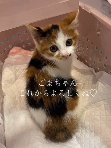 振り向く子猫
