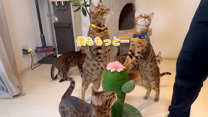 爪とぎに集まる猫