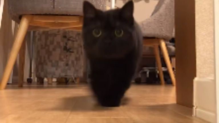 廊下にいる猫