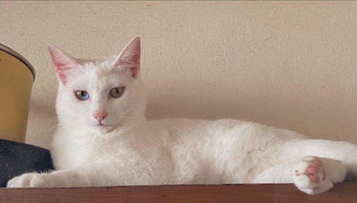 見つめる猫