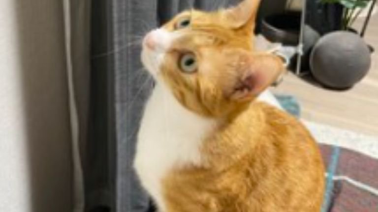 室内にいる猫