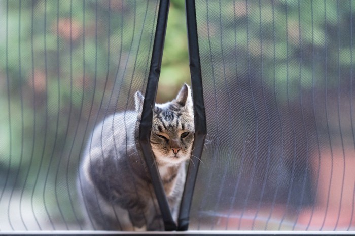 網戸の間から顔を覗かせる猫