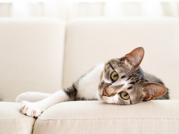 室内飼いの猫