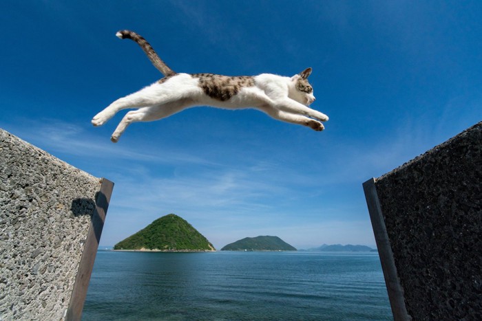 猫ジャンプのイメージ