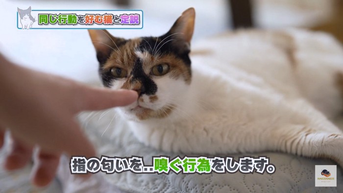 指を嗅ぐ三毛猫