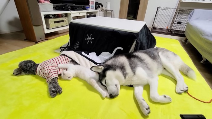 並んで寝る猫と犬