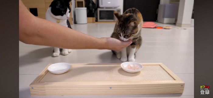 飼い主に食べさせてもらう猫