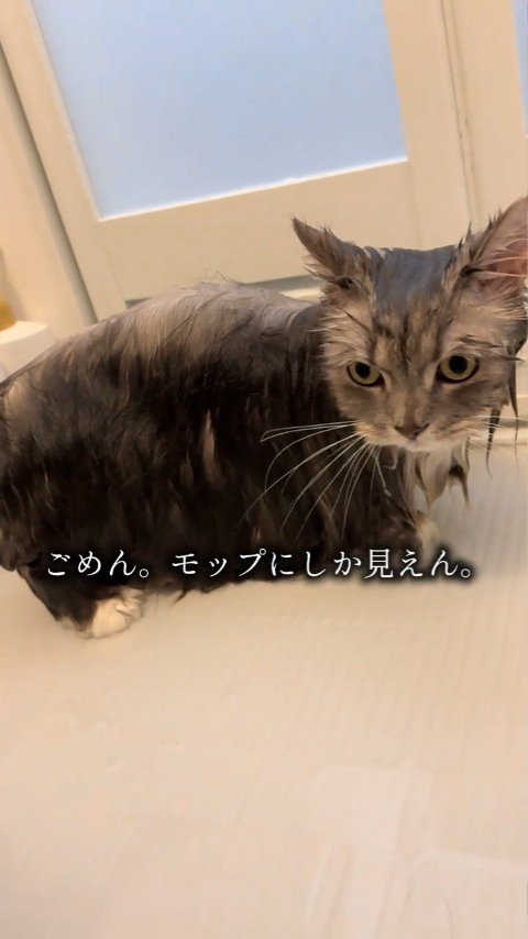 濡れた長毛の猫