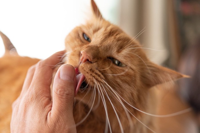 飼い主の手を舐める猫