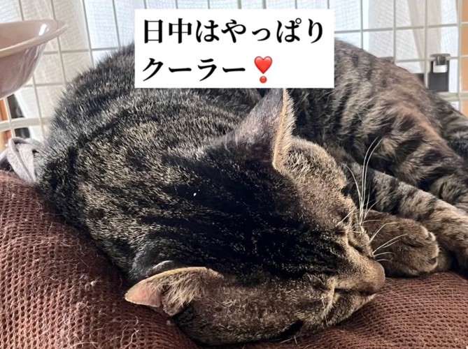 ケージの中で寝ている猫「日中はやっぱりクーラー！」