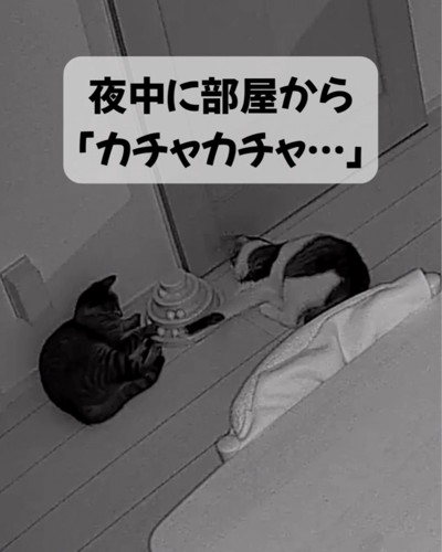 夜中に遊ぶ二匹の猫