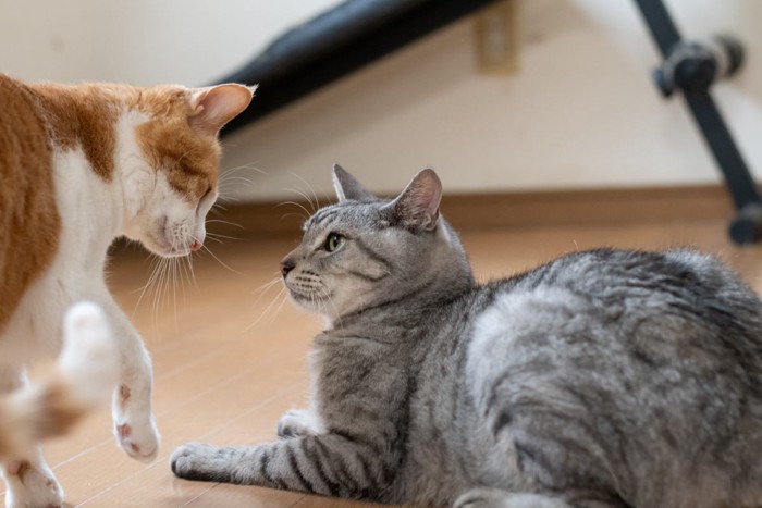 見つめ合う猫2匹