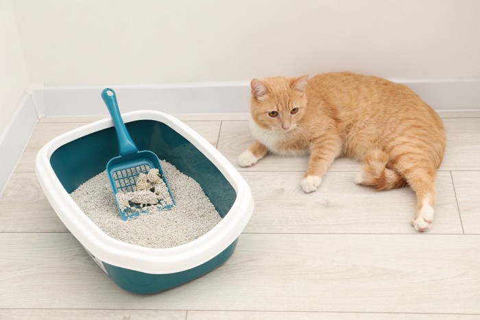 猫のトイレ