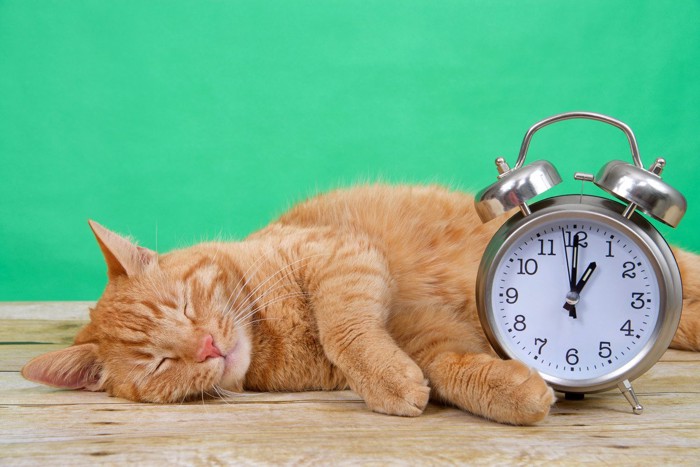 時計を見る猫