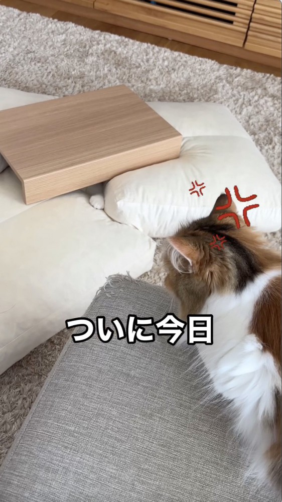 子猫にキレる先住猫