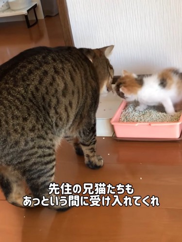 成猫と鼻をつける子猫