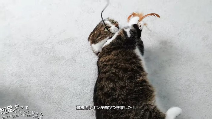 おもちゃで遊ぶ黒系の猫